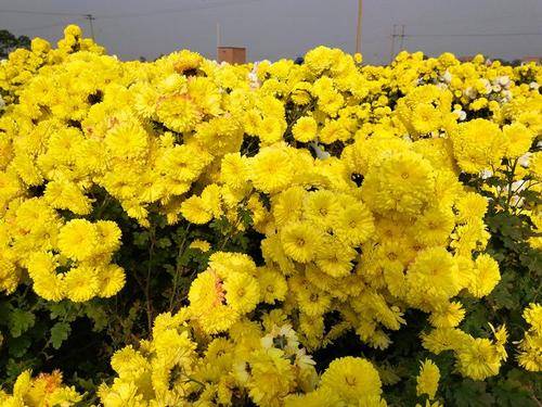 怀菊花：功效、作用及营养价值，健康养生一杯好茶，送给最爱的人养肝明目