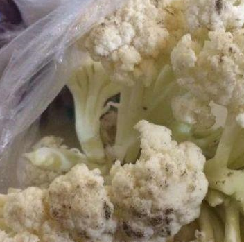 的菜花，是比较健康的，而颜色较深，表面发黄严重的，是不新鲜的菜花。