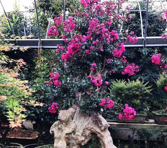 完美电竞植树节前后“种树”肯定少不了这4种“树”最适合移栽种植了(图5)