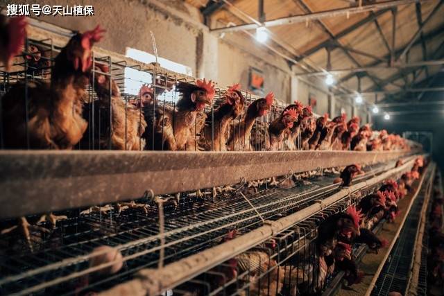 如何构建鸡场卫生防疫体系