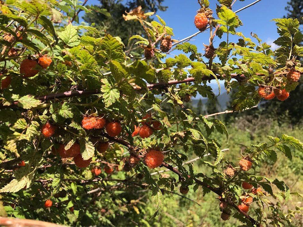 这种长树上的草莓曾是儿时的零食如今成名贵水果你吃过吗？(图1)