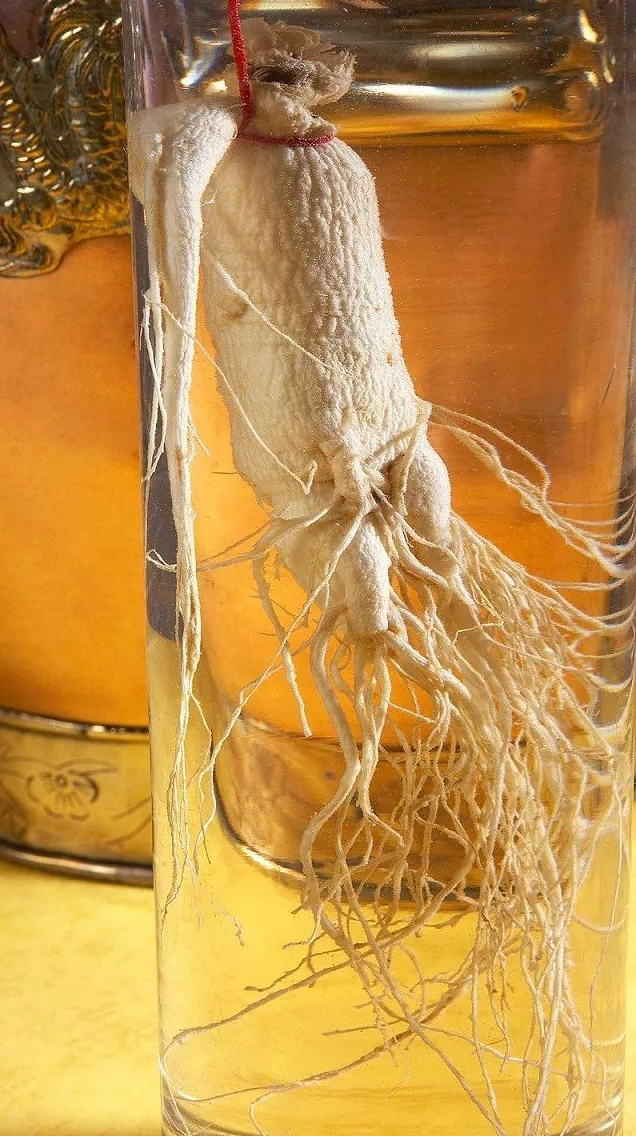 为什么人们常说千年的人参会跑，要用红绳把它们拴住？