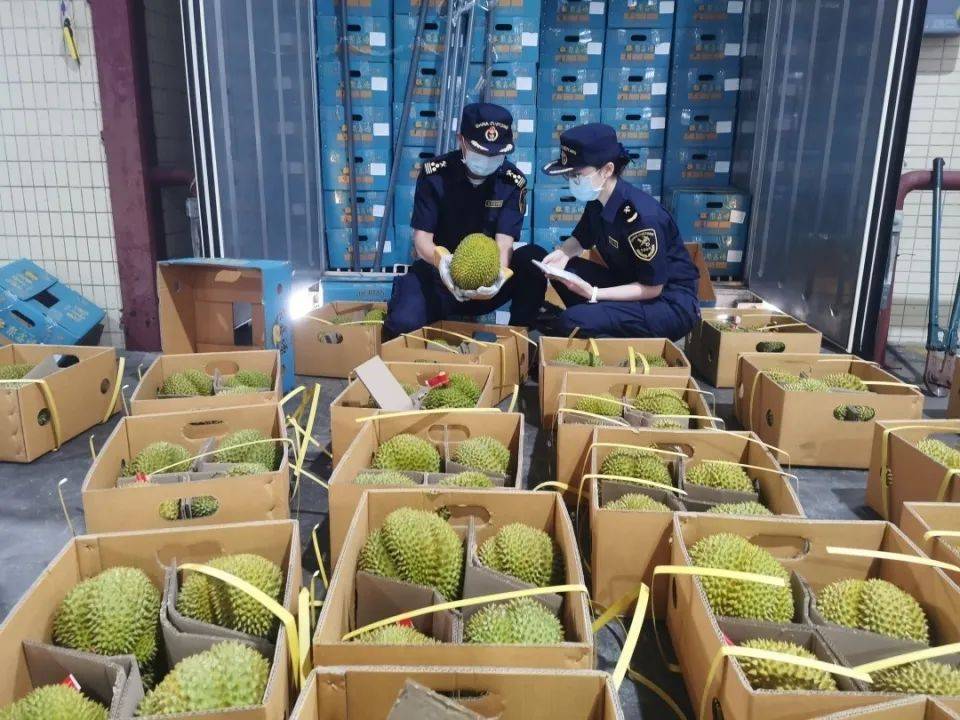 完美电竞广州南沙口岸迎今年首批泰国榴莲