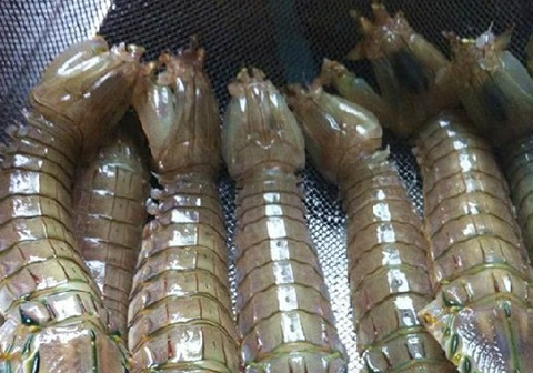 煮皮皮虾时，很多的人都用错了水，难怪老得咬不动，腥味还大