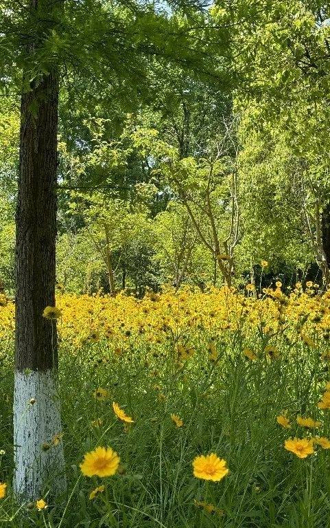 🌸【澳门一码一肖一特一中直播开奖】🌸-新星闪耀，2024年湖北省首期国际跳棋等级赛圆满落幕  第1张