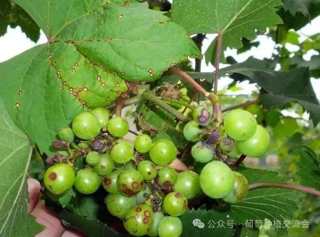 葡萄幼果期常见病虫害及防治