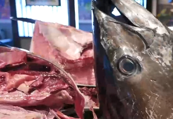 “这鱼”价格昂贵！曾卖出2000万天价，因太美味，被吃到濒临灭绝