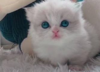 小奶猫刚到新家,没有到处乱钻去好奇的四处看,好萌好可爱-小奶猫刚来家里要叫几天