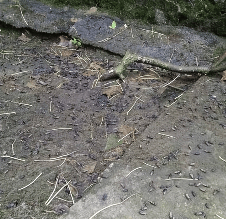 原创湖南局部地区出现遍地“鸡公虫”，半天能啃光一棵树，如何防治？