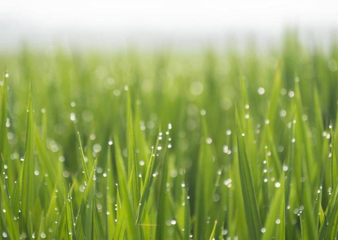 原创夏至节当天是下雨好，还是晴天好？各有什么预兆，看农谚怎么说？