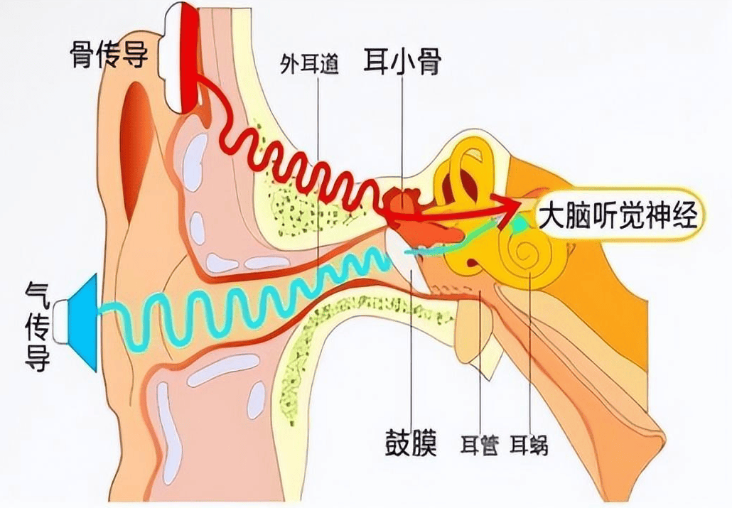 颅骨 → 骨迷路 → 内耳淋巴液 → 螺旋器 → 听神经 → 大脑皮层听觉中枢。骨传导与气传导技术对