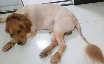 原创
            属兔和属蛇的合得来吗 属兔和属蛇的人在一起合适吗