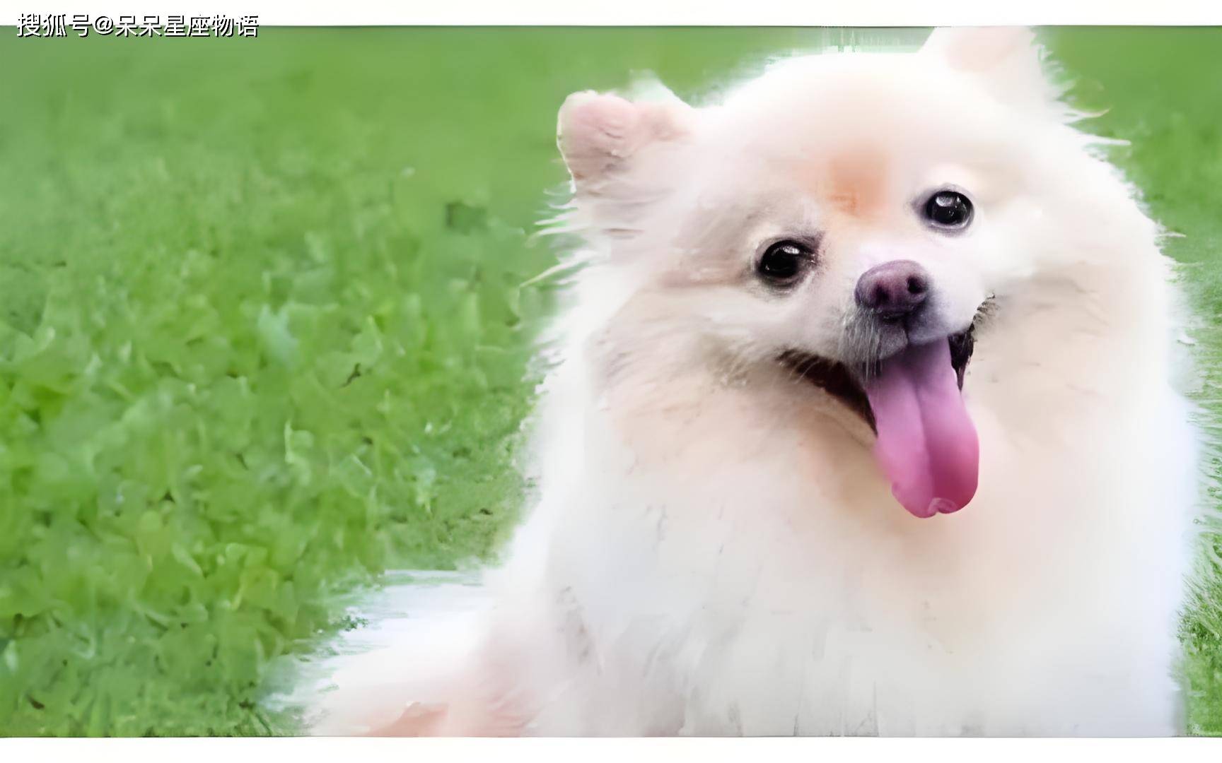 生肖戌狗，9月运势大揭秘，属狗之人的幸运之月将至？