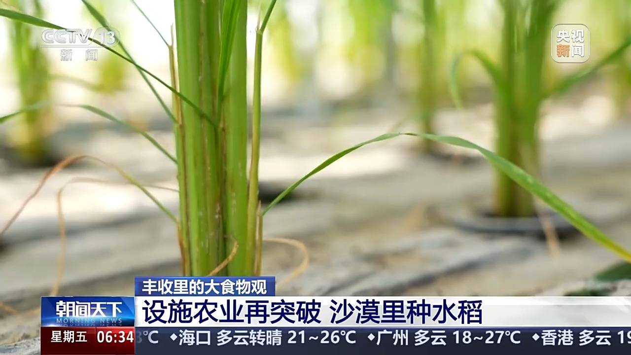 植物工厂长啥样？沙漠里能种水稻？揭秘种菜“黑科技”天博电竞登录(图10)