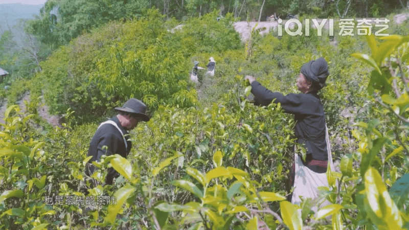 云南茶文化影像品味千年传承的茶香美嘉体育下载(图2)