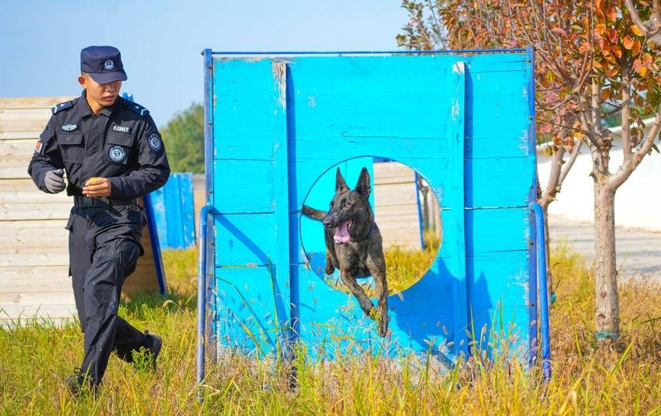 10月25日，记者走进警犬训导应用大队，了解警犬和训导员之间的训练故事。