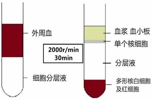 小白必看：外周血与全血、血清与血浆的区别
