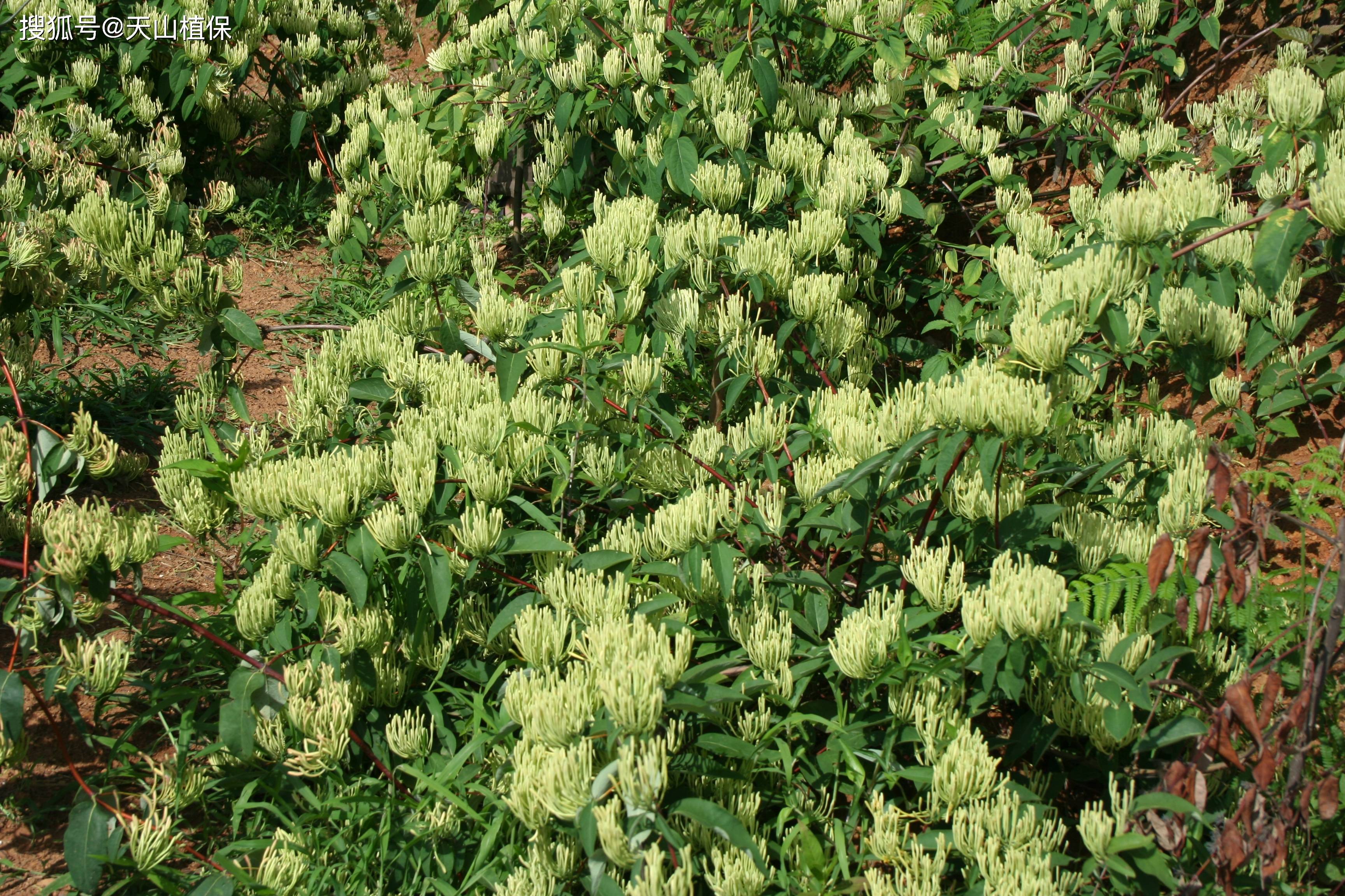 原创种植什么药材赚钱快不愁卖