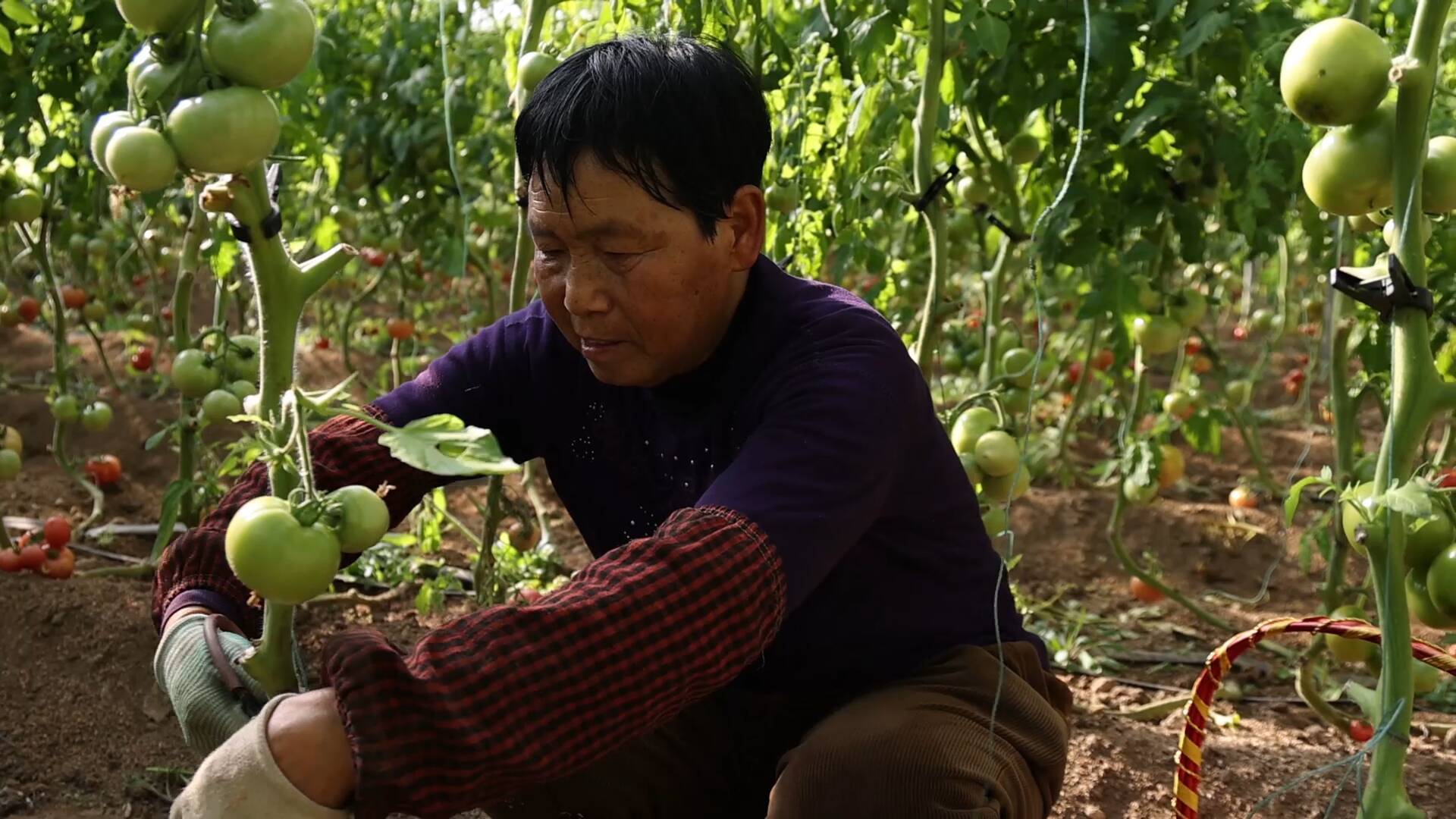 人勤春来早 果蔬大棚开云体育app种植忙(图2)