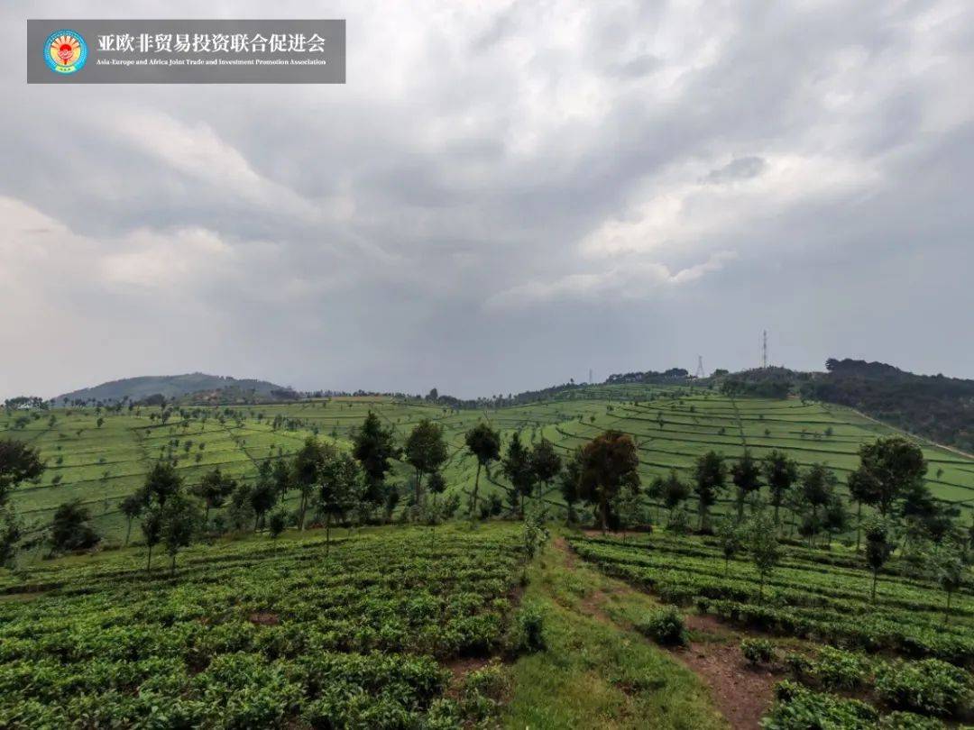 亚欧非贸促会一行访问非洲最大茶园深化茶叶技术交流(图4)
