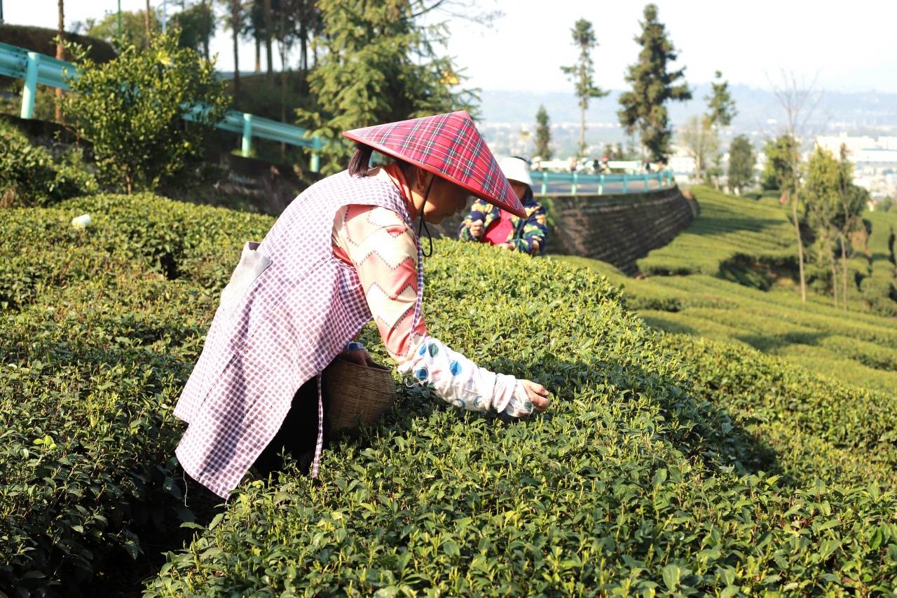 开云下载洪雅：春茶采摘正当时 茶香飘满山水间(图4)