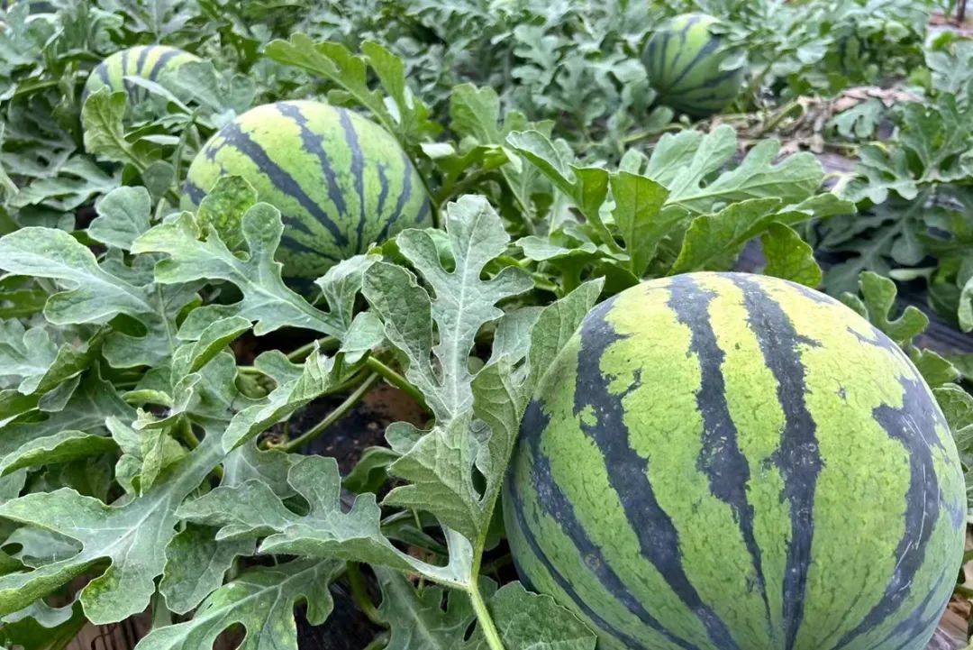 独特脆沙瓤口感享誉全国！北京市顺义杨镇小店西瓜获国家地理标志证明商标