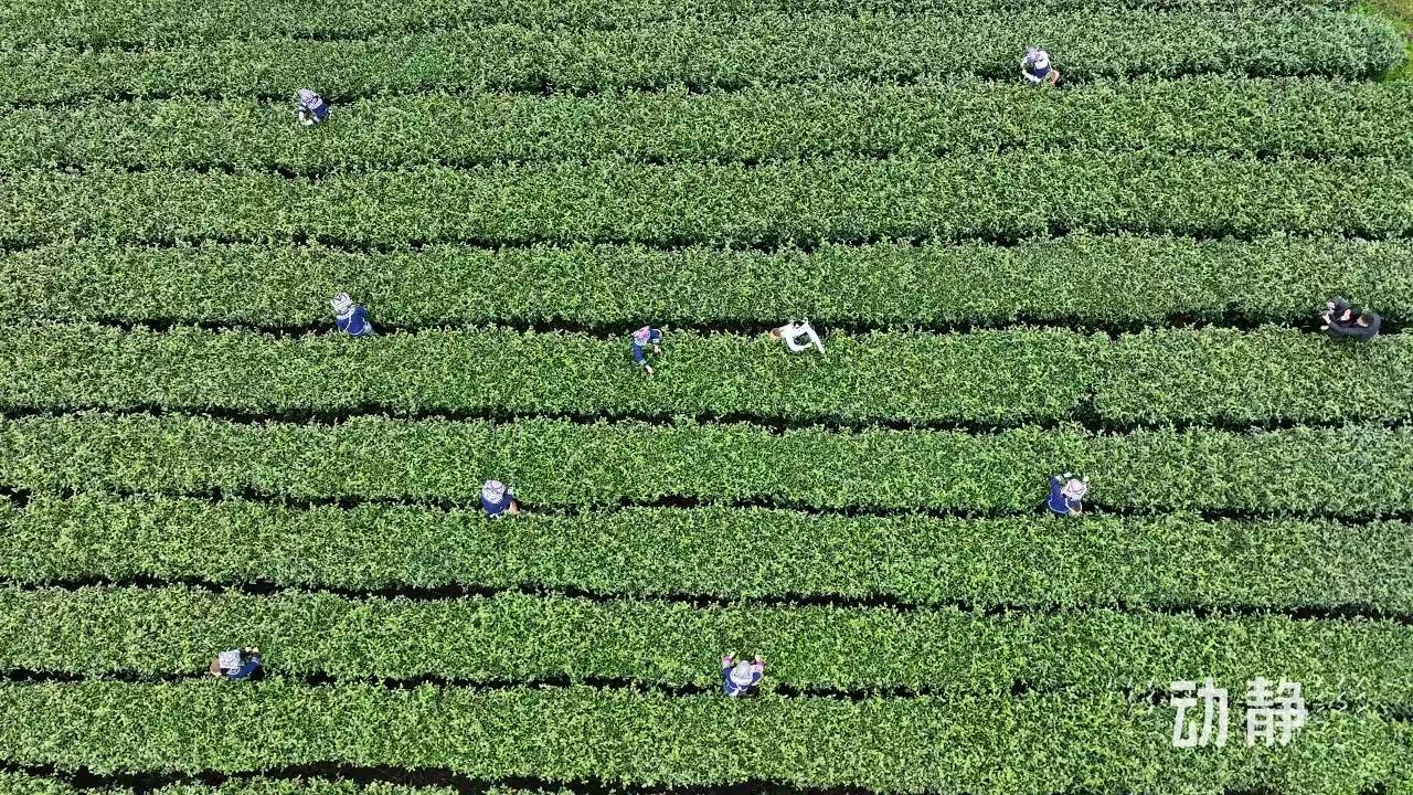 茶香氤氲满春山紫云县坝羊镇43万亩茶园迎来“黄金雷火竞技采摘季”(图4)