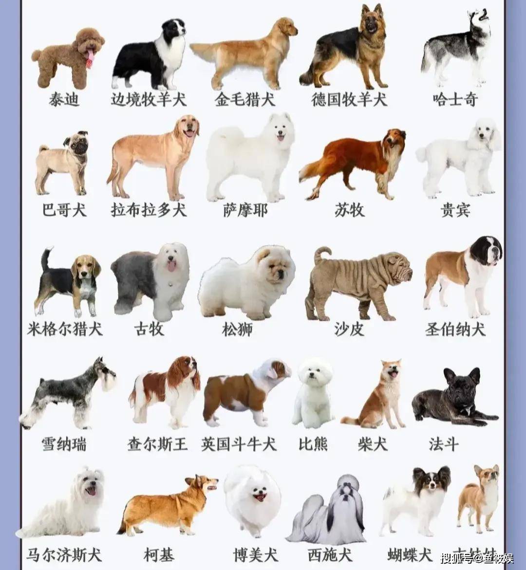 狗狗是怎么知道自己名字的？为什么主人一叫它，它就知道是叫自己呢？