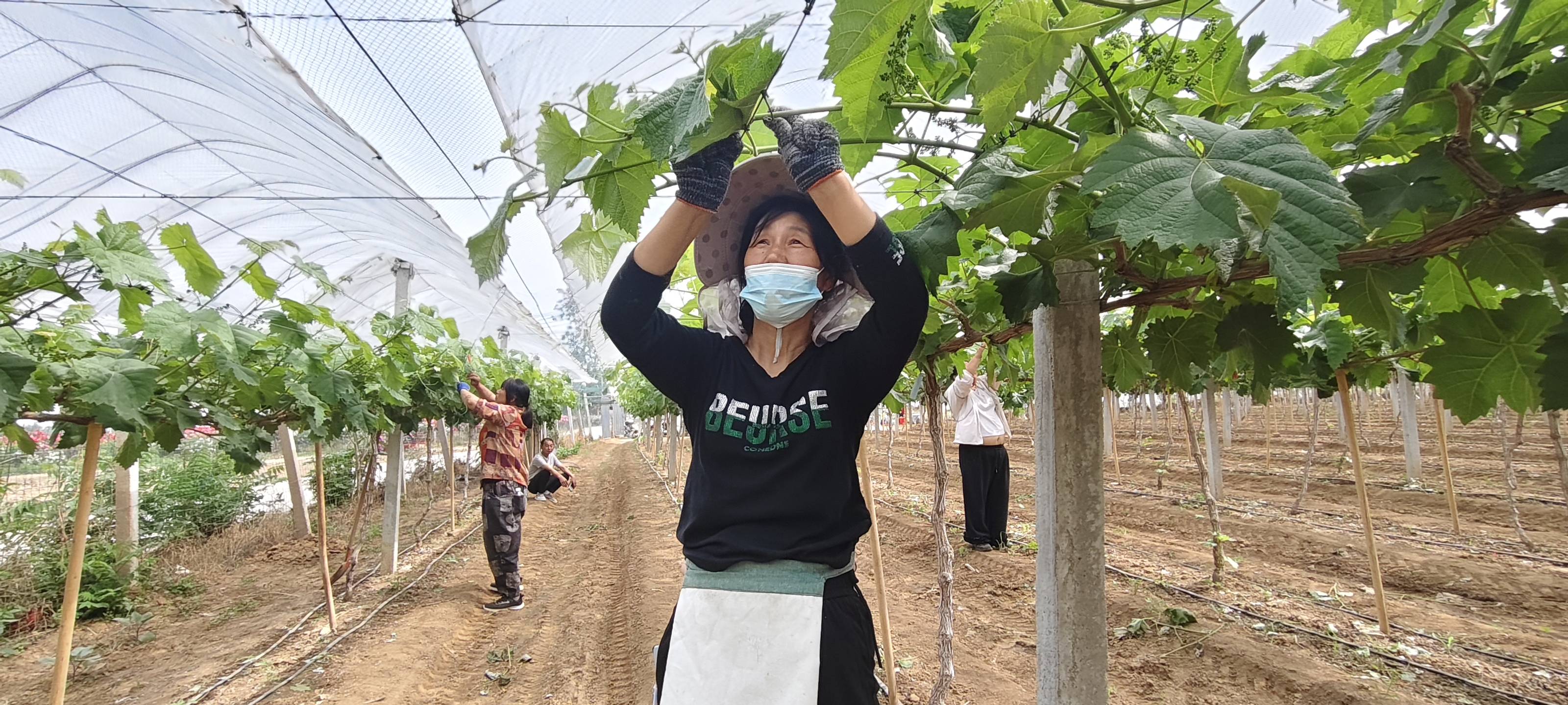 目前，博望镇的葡萄种植确实已形成大产业！除了19个村实现规模种植外，