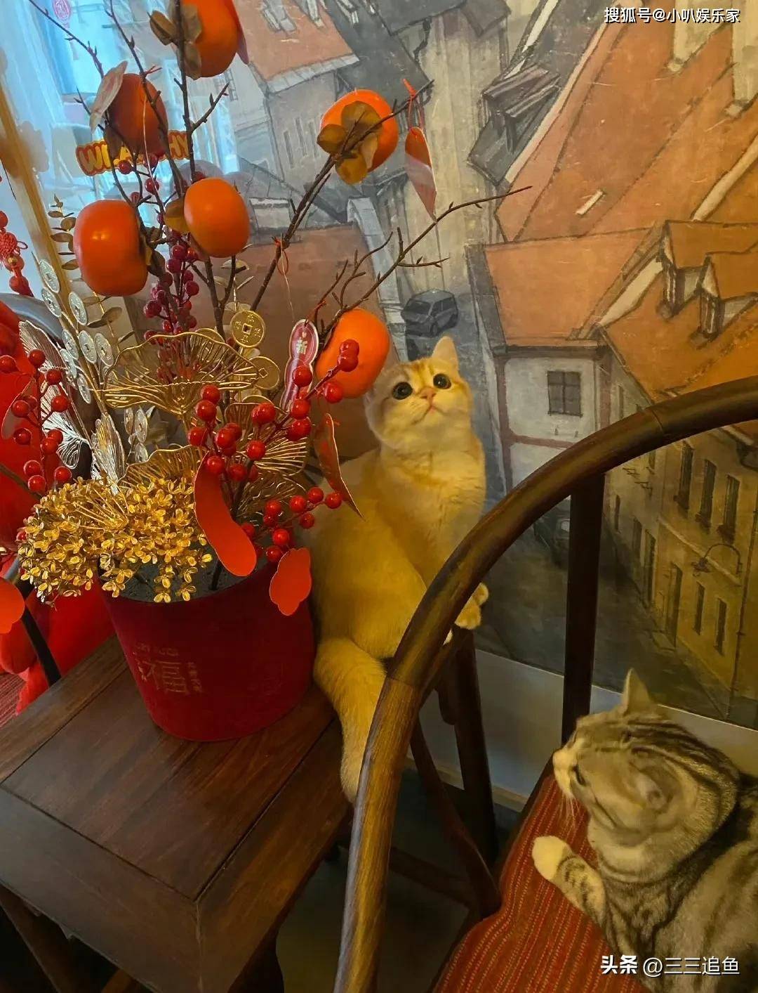 朱媛媛离世后，把父母女儿和猫留给了辛柏青，还给他一份特殊礼物