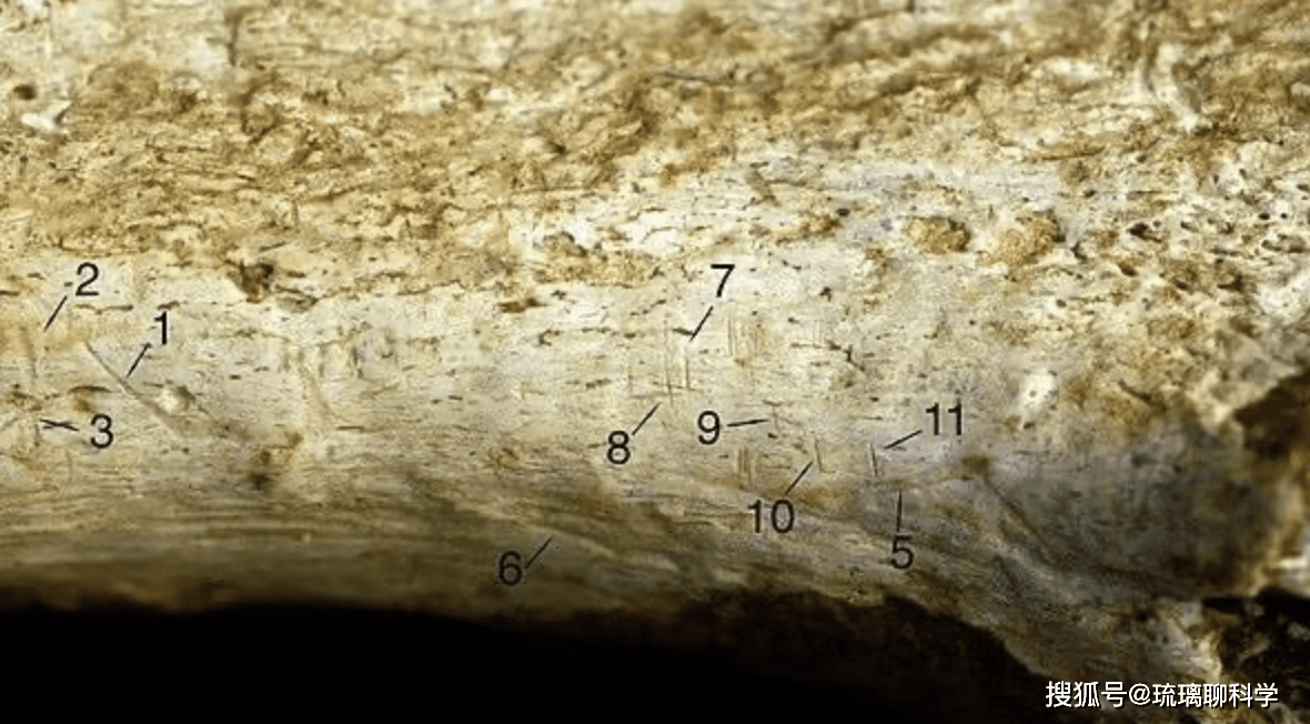 原创             智人之外的人种究竟去哪了？科学家假设：或被咱老祖宗吃掉了？