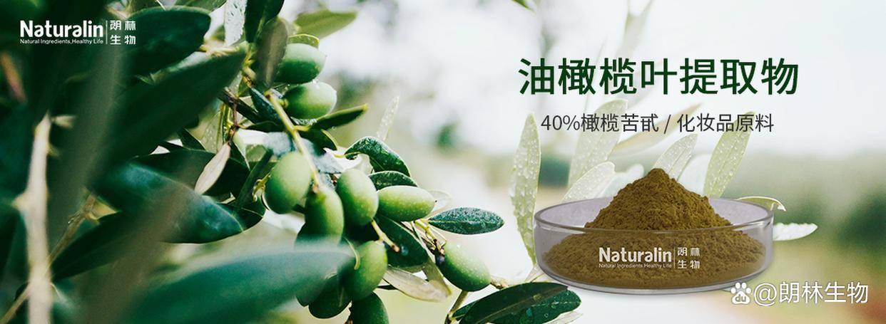 油橄榄叶提取物——日化原料主要成分_羟基_物质_主要用于