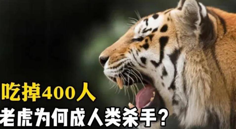 原创             可怕的食人虎：流窜两国之间吃掉436人，被击杀后才知其吃人缘由