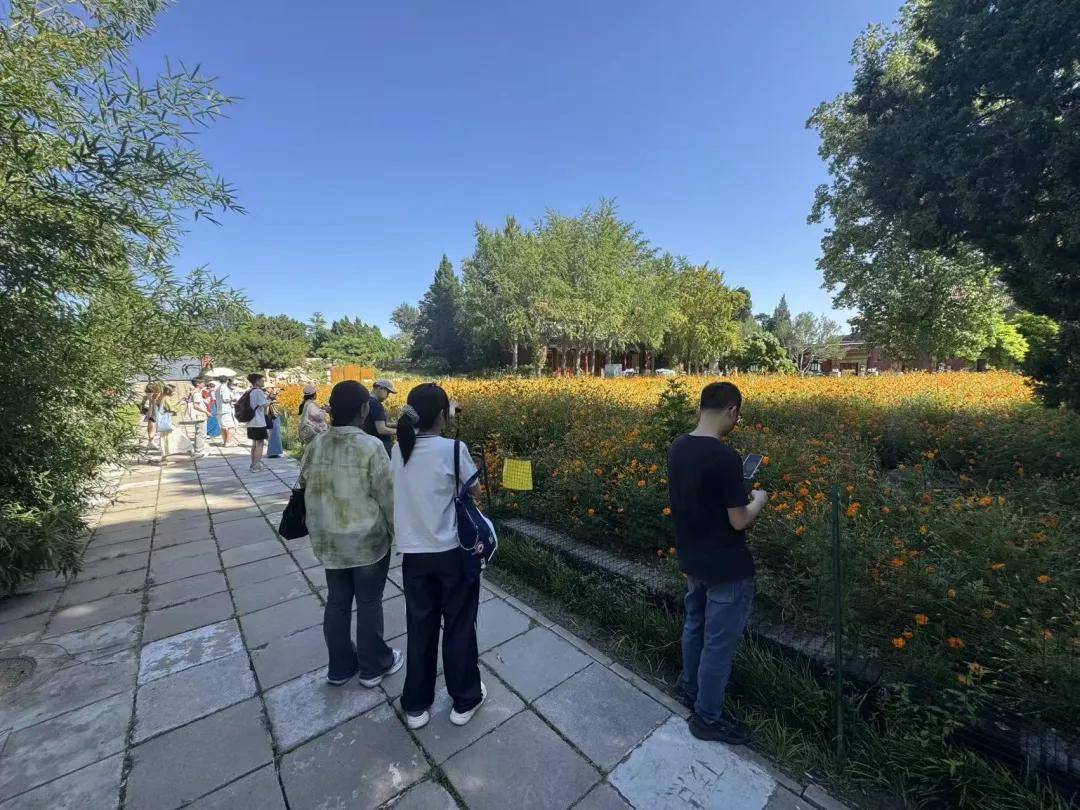 绝美！北京近千平方米金色花海进入最佳观赏期！地点——