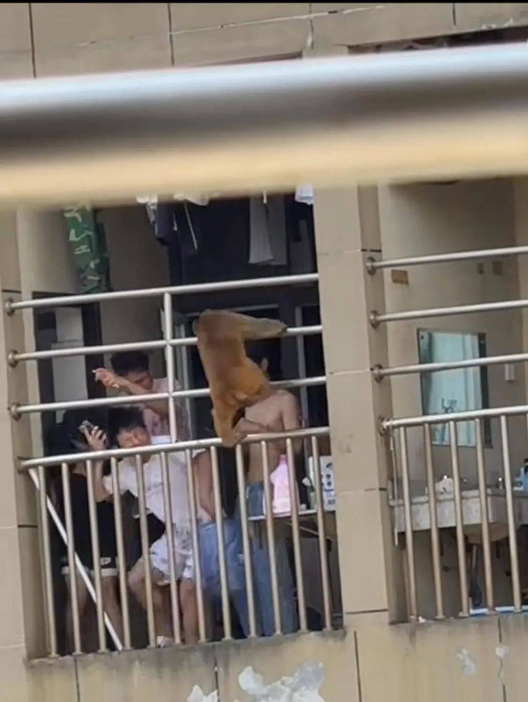 猴子闯进贵州大学宿舍，4名男生大惊失色、边喊边躲……学校回应