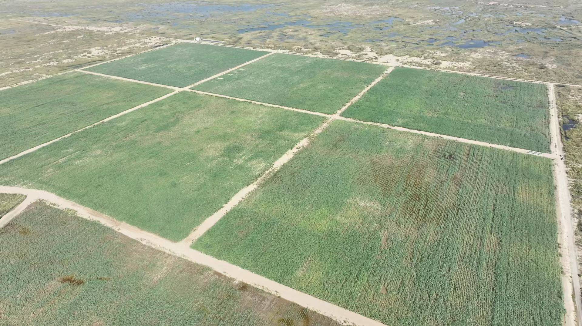 多国官员点赞新疆菌草治理模式 为全球荒漠化治理提供新范式