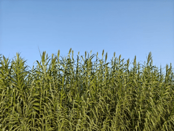 多国官员点赞新疆菌草治理模式 为全球荒漠化治理提供新范式