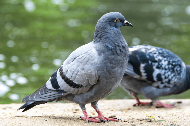 鸽子咳嗽吃什么药?鸽子咳嗽最佳用药?一文讲清!