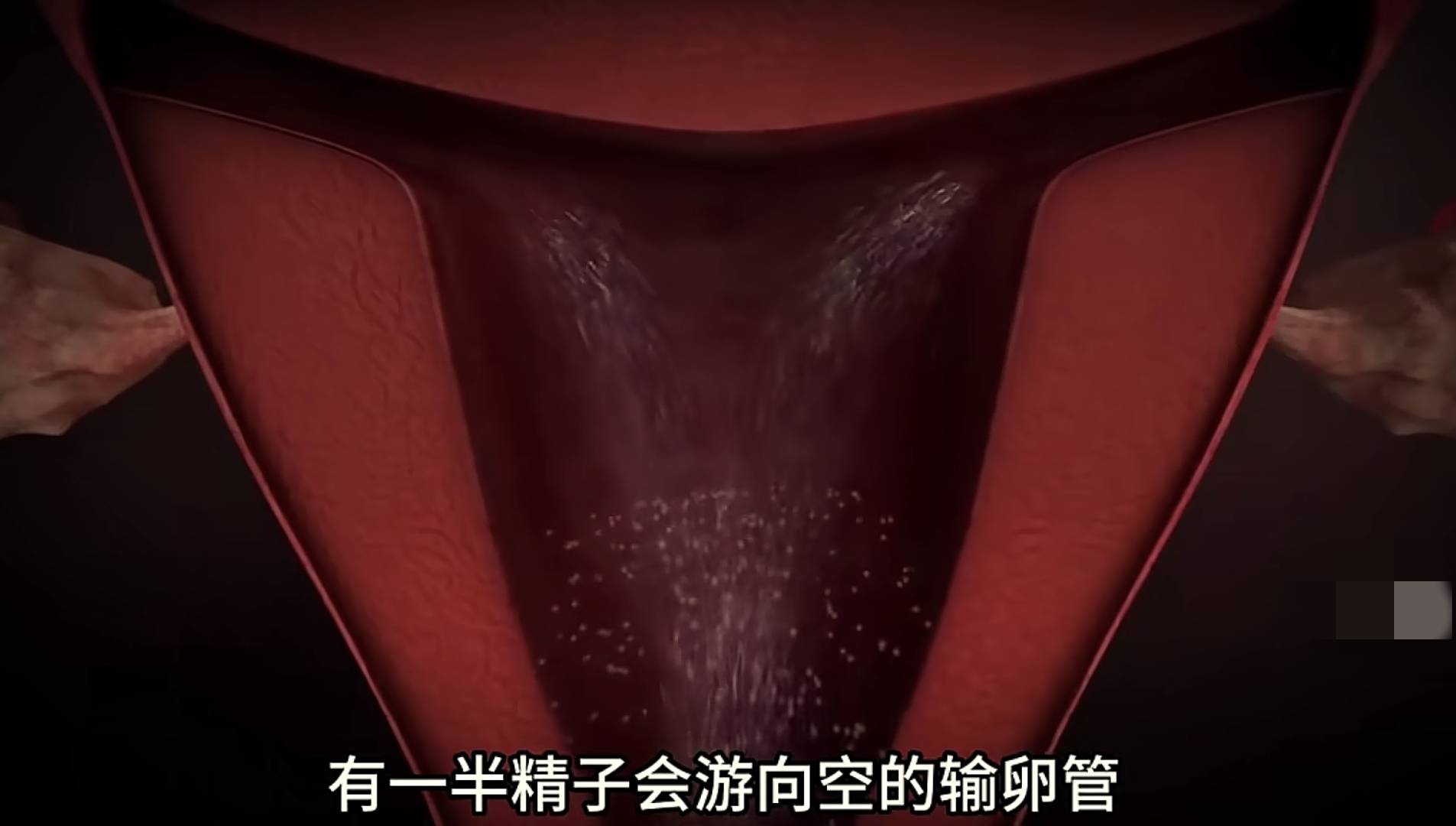 进入体内后,没能和卵子结合成功的上亿精子去哪了?