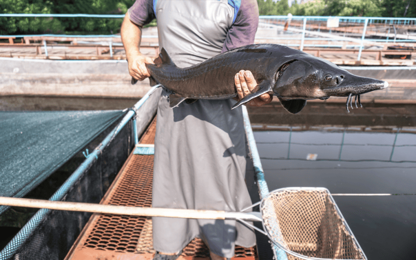比茅台更“暴利”的生意,要靠IPO讲新故事了