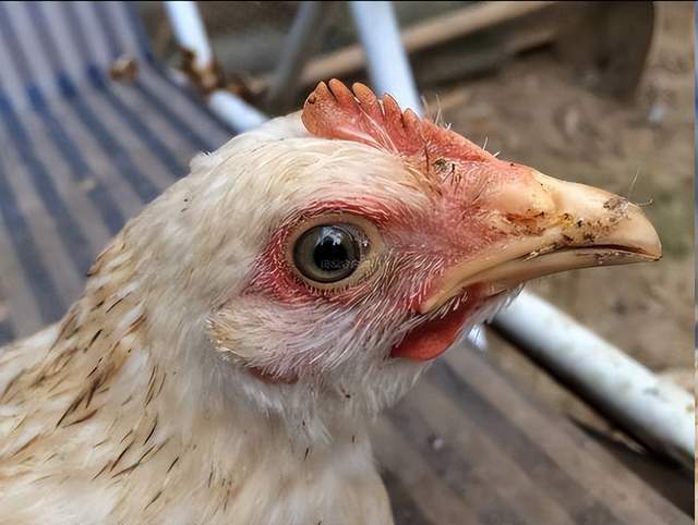 鸡喉咙呼噜噜吃什么药？鸡群咳嗽、呼噜高发怎么办？