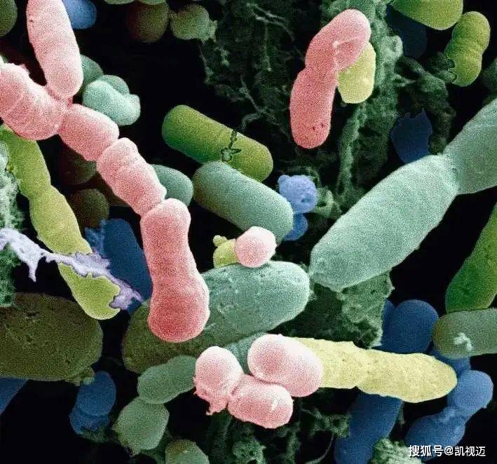 显微镜下的微生物世界：微观中的大宇宙