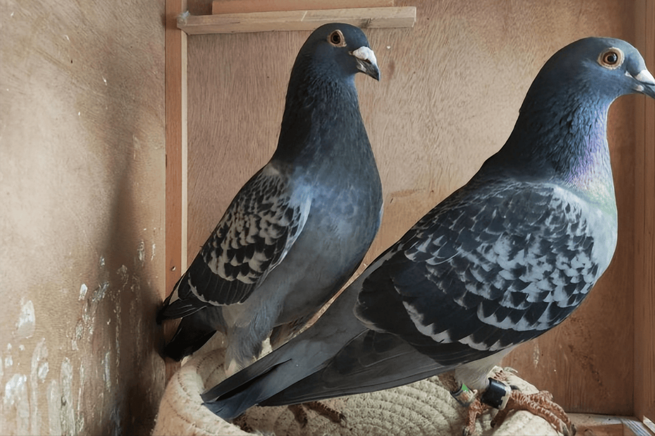 种鸽调理顺序和用药:老鸽友的阶段式用药指南,养鸽人快收藏!