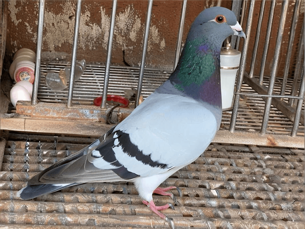 鸽子感冒用什么药效果较好？高效用药指南，新手也能懂