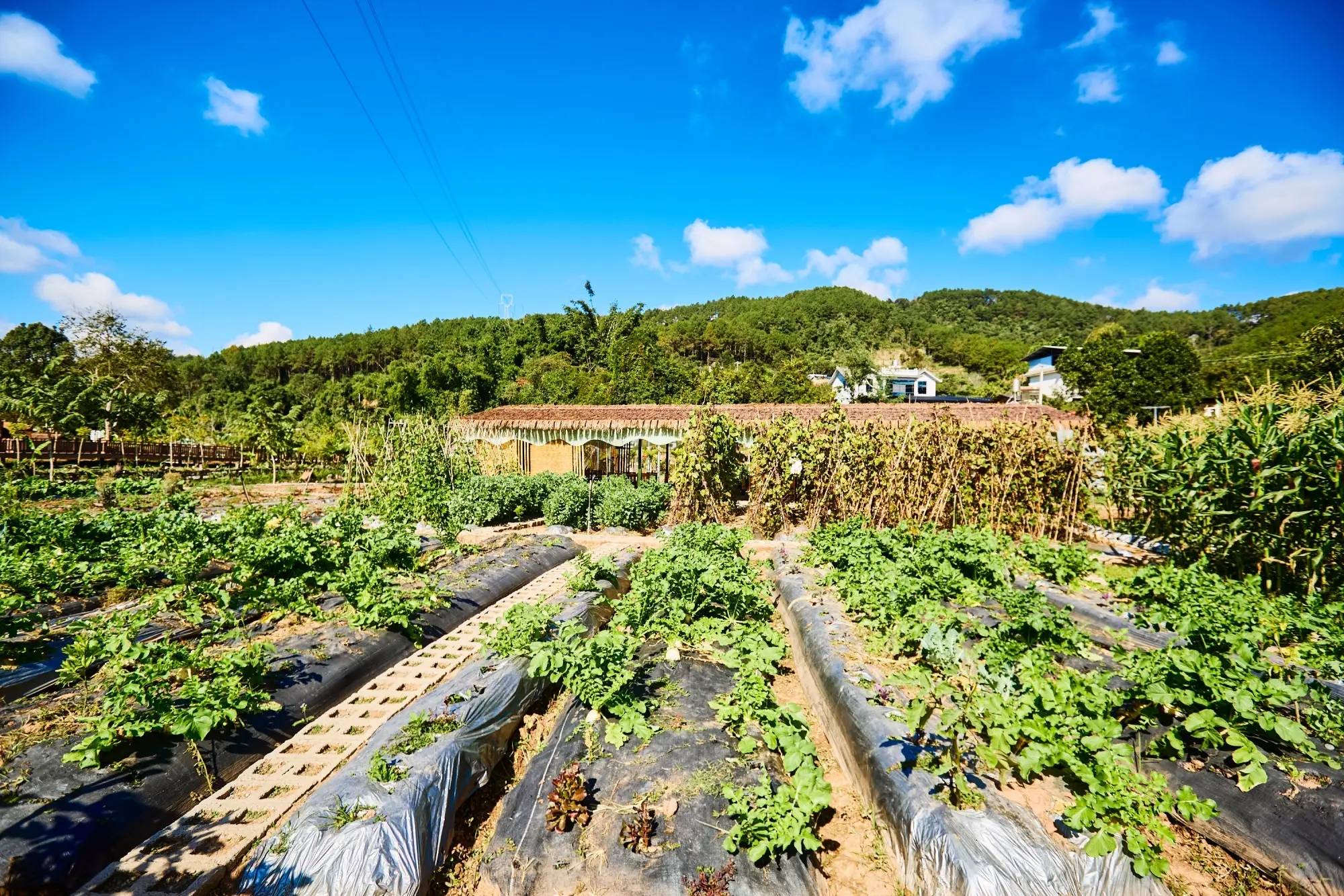 村云南本土与现代技艺交融的咖啡文化生活不朽情缘游戏平台普洱思茅南岛河村美丽星(图2)