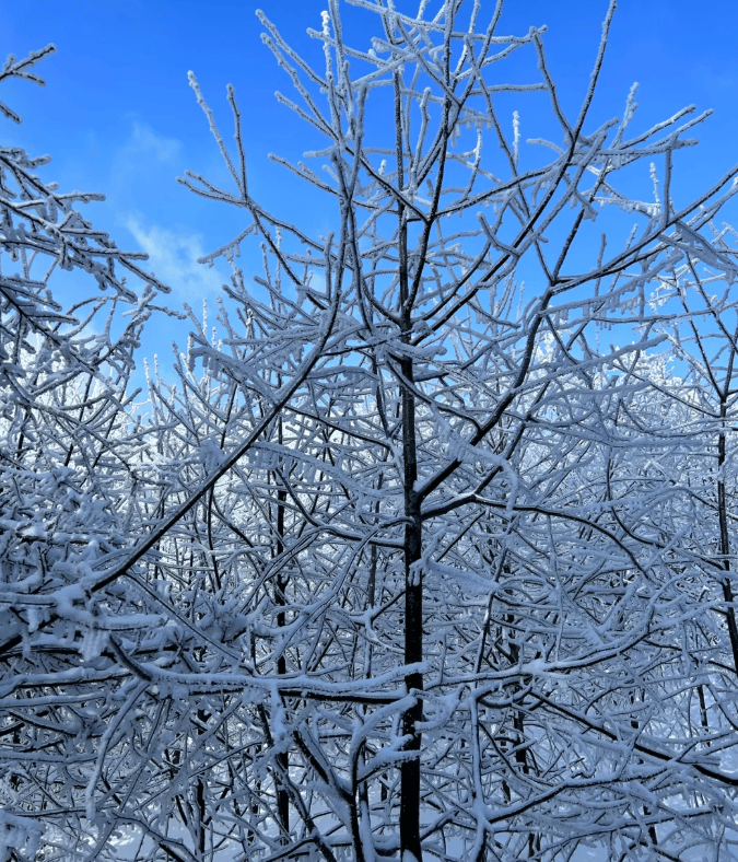 “张家界五天四晚省钱攻略纯玩无购物报团指B