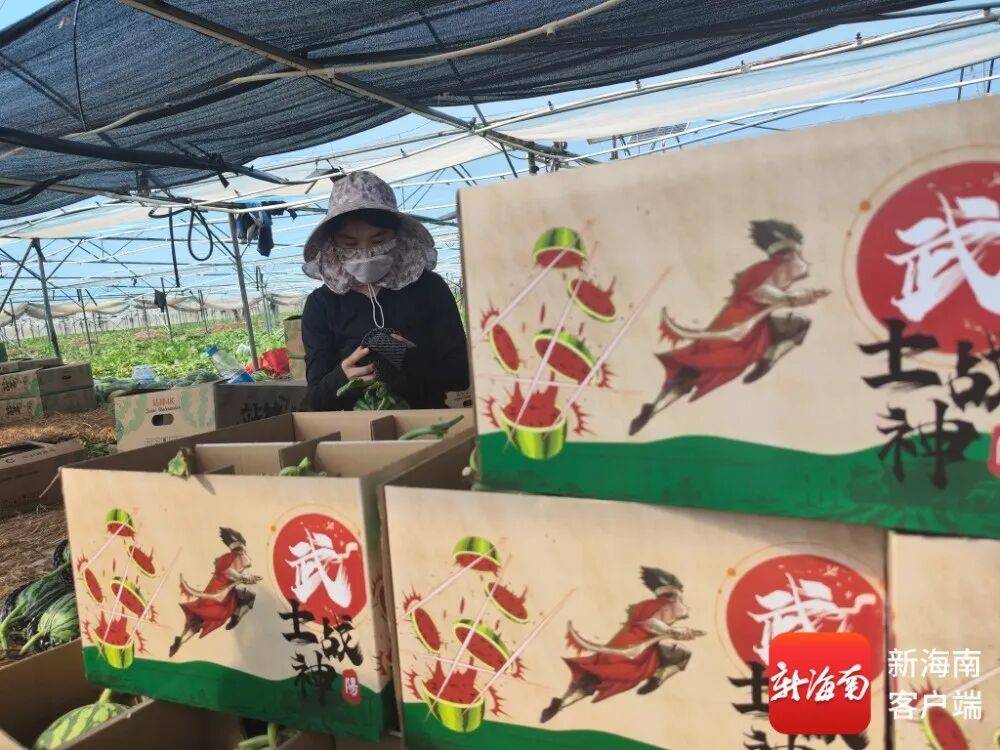 新品种+1 昌江“站神西瓜”迎丰收