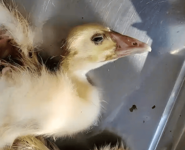 鹅流鼻涕是什么病？鹅流鼻涕吃什么药最好？养鹅人要了解！