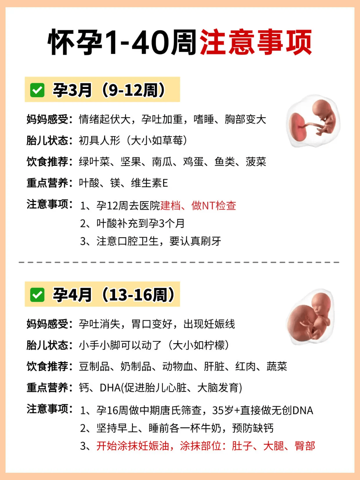 怀孕1-40周胎儿发育!新手孕妈实用攻略
