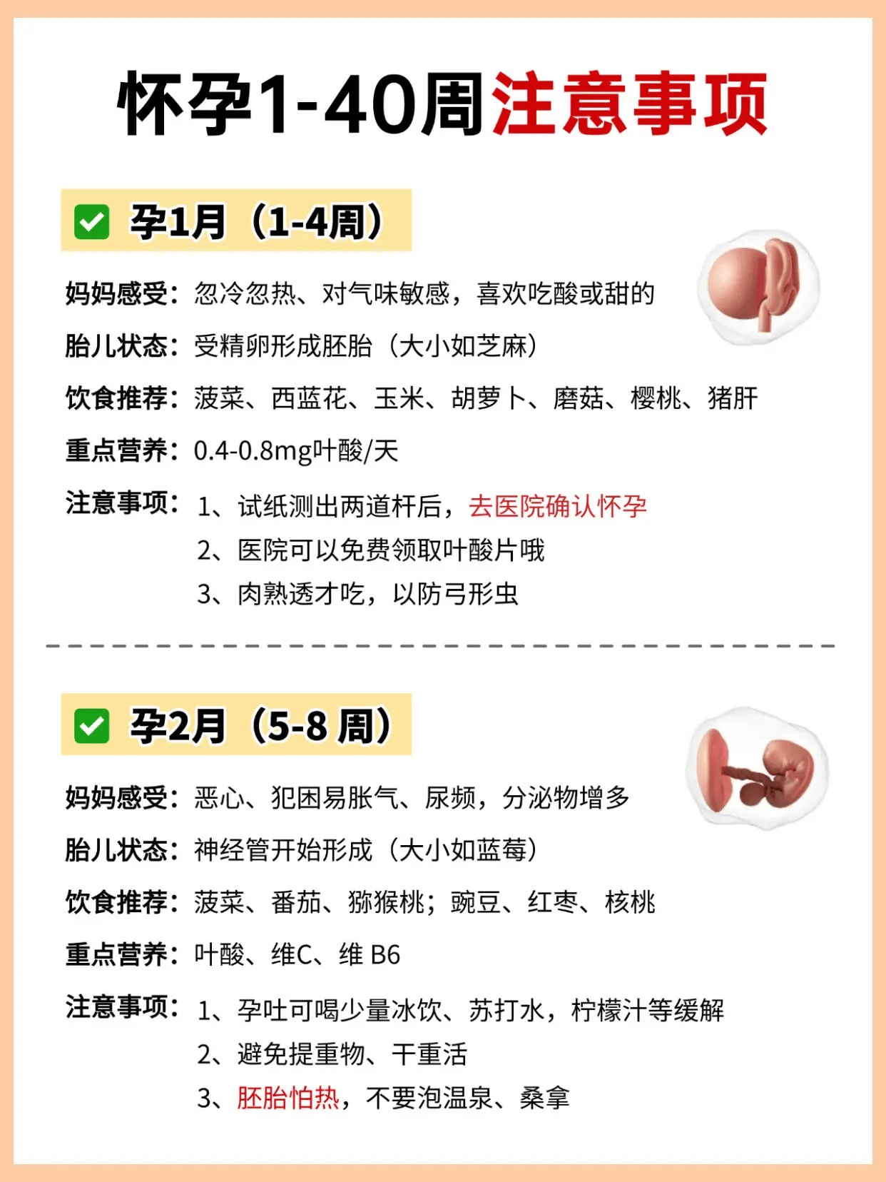 怀孕1-40周胎儿发育!新手孕妈实用攻略